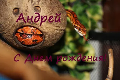 С Днем Рождения, Андрей! | Тениура