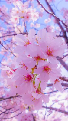 Wallpaper Cherry blossom Flowers Branches Flowering trees 1080x1920