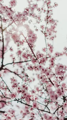 Spring Cherry Blossom Sakura Vertical Photography Picture Romance Phone  Wallpaper | PSD Free Download - Pikbest