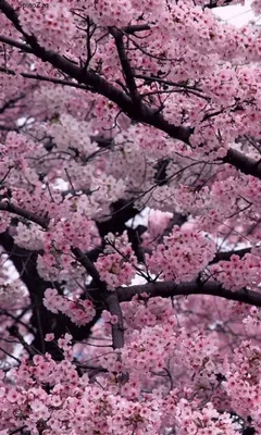 Download Free 100 + sakura wallpaper for phone Wallpapers