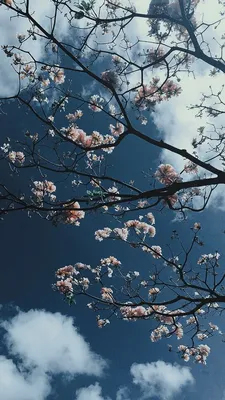 sakura #wallpaper | Nature wallpaper, Sunflower wallpaper, Photography  wallpaper