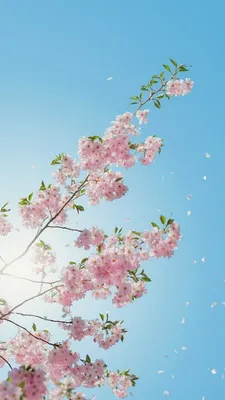 Обои Sakura Pink Flowers на телефон iPad 3