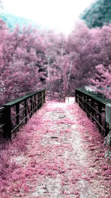 Mobile wallpaper: Branches, Leaves, Flowers, Pink, Sakura, 69765 download  the picture for free.