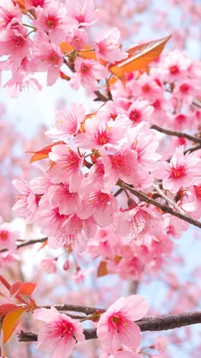 Desktop Wallpapers Sakura Flowers Branches Flowering trees 1080x1920