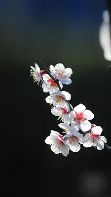 Живые обои Аниме Sakura Drop Animated Wallpaper скачать бесплатно для  windows