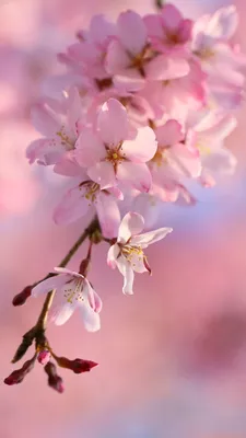 Sakura iPhone Wallpapers - Wallpaper Cave