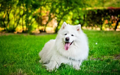 Download \"Samoyed Dog\" wallpapers for mobile phone, free \"Samoyed Dog\" HD  pictures