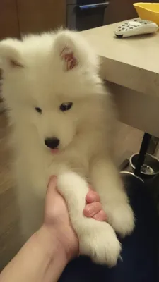 Самоеды Лети и ЛУна (@leti_and_luna_samoyeds) • Instagram photos and videos