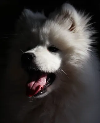 Пин от пользователя nati˚⁎⁺˳ . на доске samoyed (aka me)໒꒱ | Собаки, Щенок,  Собачки