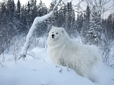 Самоед обои, самоед HD картинки, фото скачать бесплатно