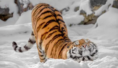 Самые милые картинки (48 лучших фото)