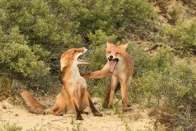 Представлены самые смешные фото животных от финалистов Comedy Wildlife  Photo Awards