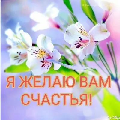 🌺 С Днём женского счастья! Счастья вам, милые женщины! | Поздравления,  пожелания, открытки с Рождеством! | ВКонтакте