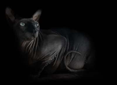 Photo Kittens Sphynx cat Cats Two Animals 640x960