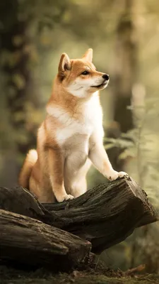 Shiba Inu Phone Wallpaper - Mobile Abyss