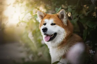 Обои Dogs Akita Inu для телефона и на рабочий стол iPhone 4S