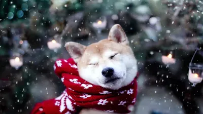 Shiba Inu Snow Live Wallpaper - WallpaperWaifu