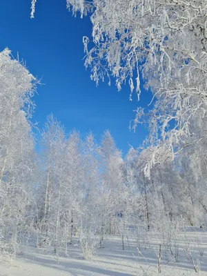 Сказочная зима, новогодняя ночь, …» — создано в Шедевруме