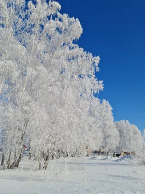 зимние Рождества. Снежные деревья в городском парке. волшебная сказочная  зима. квадратный формат. Стоковое Фото - изображение насчитывающей свеже,  спрус: 235549588