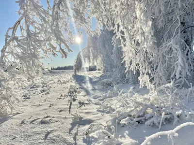 Фотография сказочная зима №34769 - «Зимняя сказка» (13.01.2024 - 13:48)