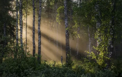 сказочный лес 🌲» — создано в Шедевруме