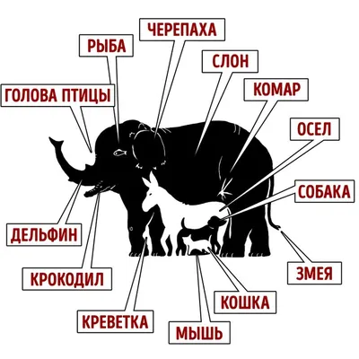 Тест на внимательность: сколько животных вы видите на этой картинке?