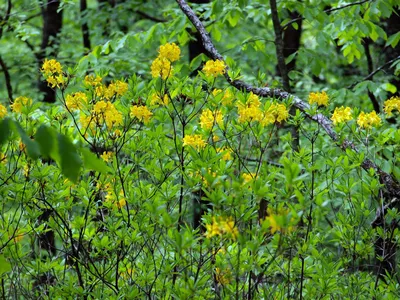 Фото: Скоро весна.. Фотограф Ирина Якубчик. Натюрморт. Фотосайт Расфокус.ру