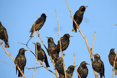 Обыкновенный скворец - European Starling. Photographer Etkind Elizabeth