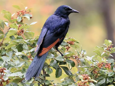 Обыкновенный скворец (Sturnus vulgaris). Подробное описание экспоната,  аудиогид, интересные факты. Официальный сайт Artefact