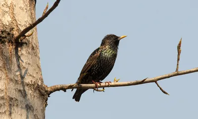 Скворец, Sturnus vulgaris vulgaris, Common Starling | Flickr