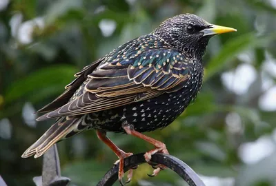 Starling | Starling - Sturnus vulgaris - Скворец Russia, Mos… | Flickr