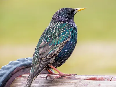 Зимние песни скворцов. Sturnus vulgaris. | BirdWatch.by