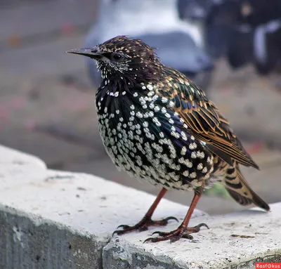 Обыкновенный скворец - European Starling | Photo, Starling, Bird