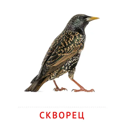 Обыкновенный скворец - European Starling. Photographer Etkind Elizabeth