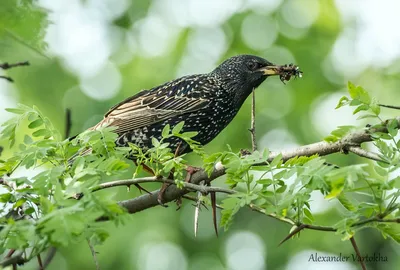 Большой голубоухий скворец (Lamprotornis chalybaeus) / птица :: скворец ::  Природа (красивые фото природы: моря, озера, леса) / смешные картинки и  другие приколы: комиксы, гиф анимация, видео, лучший интеллектуальный юмор.