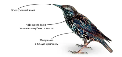 Скворец (Sturnus vulgaris) 4 | С ближайшего супермаркета)) | Flickr