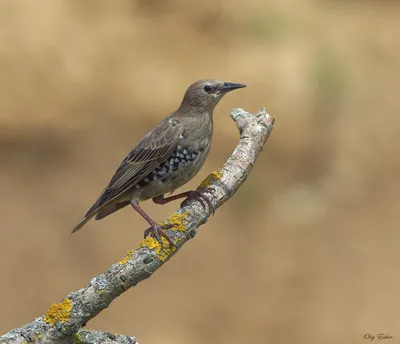 Скворец (Sturnus vulgaris). Птицы Европейской России.