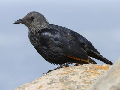 Скворец обыкновенный (Sturnus vulgaris)