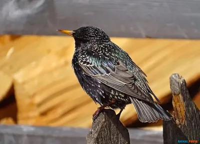 Обыкновенный скворец (Sturnus vulgaris). Птицы Сибири.