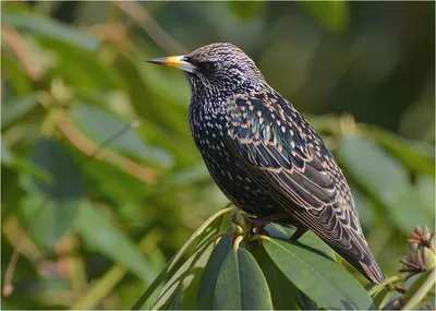 Краснокрылый скворец - eBird