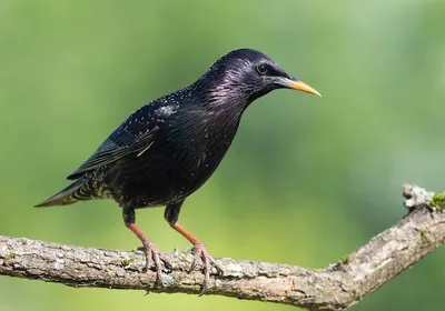 Фото животных: Скворец. Валентина Колотовкина. - ANIMAL PHOTO