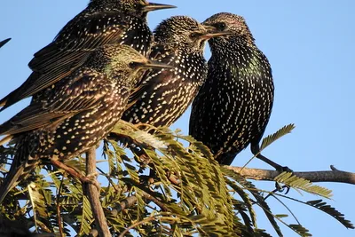 Обыкновенный скворец - European Starling. Photographer Etkind Elizabeth