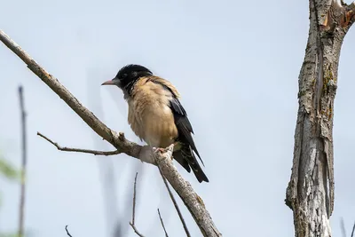 Обыкновенный скворец (sturnus vulgaris) добывает корм и чистит перья в  луже. | Премиум Фото