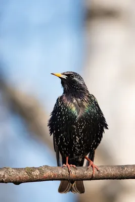 Скворец обыкновенный (Sturnus vulgaris)