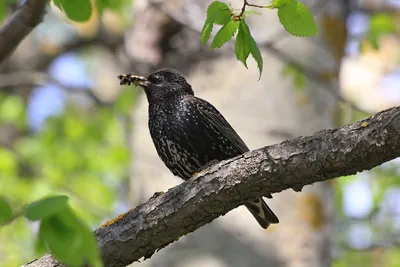 Обыкновенный скворец sturnus vulgaris птица сидит на ветке на красивом  зеленом фоне | Премиум Фото