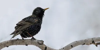 Скворец, птица певчая