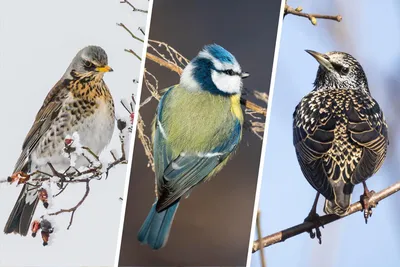 Скворец (Sturnus vulgaris). Птицы Европейской России.