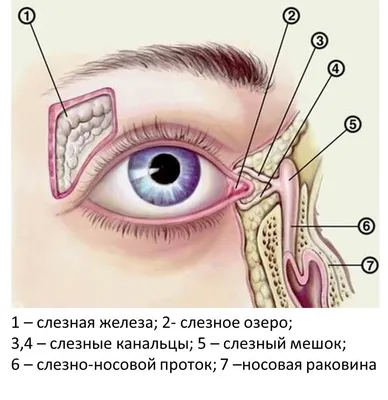 Слёзы (Святослав Бойко) / Стихи.ру