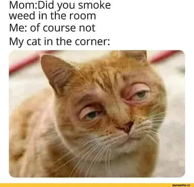 Mom:Did you smoke weed in the room Me: of course not My cat in the corner:  / caption :: internet :: без перевода :: картинка с текстом :: интернет ::  cats ::