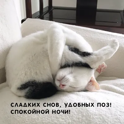 Прикольные открытки \"Спокойной ночи!\" (229 шт.)